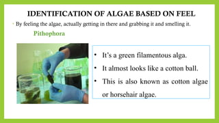 IDENTIFICATION OF ALGAE BASED ON FEEL
• By feeling the algae, actually getting in there and grabbing it and smelling it.
Pithophora
• It’s a green filamentous alga.
• It almost looks like a cotton ball.
• This is also known as cotton algae
or horsehair algae.
 