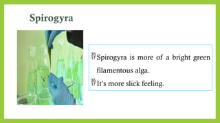 Spirogyra
Spirogyra is more of a bright green
filamentous alga.
It’s more slick feeling.
 
