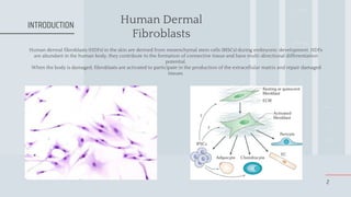 Human Dermal
Fibroblasts
Human dermal fibroblasts (HDFs) in the skin are derived from mesenchymal stem cells (MSCs) during...