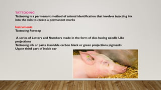 identification of animal and various methods of identification of ...