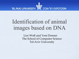 Identification of animal images based on DNA Lior Wolf and  Yoni Donner   The School of Computer Science Tel-Aviv University 