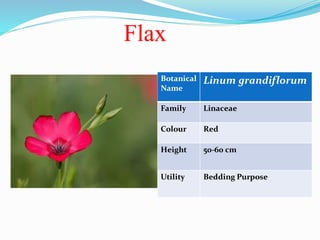 Identification Of Annuals Annuals Classification Of Annuals Annual