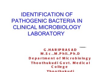 IDENTIFICATION OF PATHOGENIC BACTERIA IN CLINICAL MICROBIOLOGY LABORATORY  G.HARIPRASAD M.Sc.,M.Phil.,Ph.D Department of Microbiology  Thoothukudi Govt. Medical College  Thoothukudi 