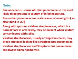 Note: Pneumococcus – cause of Lobar pneumonia so it is most likely to be present in sputum of infected person. Remember pneumococcus is also cause of meningitis ( so also found in CSF) Along with sputum, viridans streptococcus, which is a normal flora in oral cavity, may be present when sputum contaminated with saliva. Viridans streptococcus, usually arranged in chains, may break into pairs looking like Streptococcus pneumoniae.  Viridans streptococcus and Streptococcus pneumoniae are always alpha-haemolytic. 
