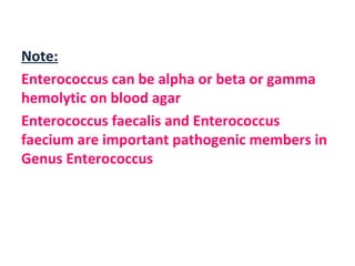 Note: Enterococcus can be alpha or beta or gamma hemolytic on blood agar  Enterococcus faecalis and Enterococcus faecium are important pathogenic members in Genus Enterococcus  