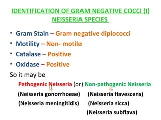 IDENTIFICATION OF GRAM NEGATIVE COCCI (I) NEISSERIA SPECIES  Gram Stain  –  Gram negative diplococci  Motility  –  Non- motile  Catalase  –  Positive   Oxidase  –  Positive   So it may be  Pathogenic Neisseria  (or)  Non-pathogenic Neisseria (Neisseria gonorrhoeae)  (Neisseria flavescens) (Neisseria meningitidis)  (Neisseria sicca) (Neisseria subflava) 