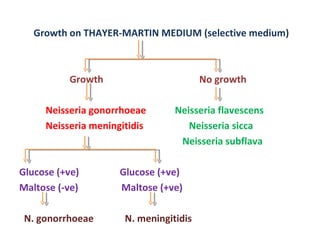 Growth on THAYER-MARTIN MEDIUM (selective medium) Growth  No growth  Neisseria gonorrhoeae  Neisseria flavescens Neisseria meningitidis  Neisseria sicca  Neisseria subflava  Glucose (+ve)  Glucose (+ve) Maltose (-ve)  Maltose (+ve)  N. gonorrhoeae  N. meningitidis 