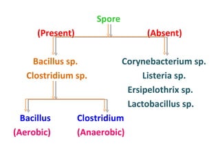Spore  (Present)  (Absent) Bacillus sp.   Corynebacterium sp. Clostridium sp.  Listeria sp. Ersipelothrix sp. Lactobacillus sp. Bacillus  Clostridium  (Aerobic)  (Anaerobic) 