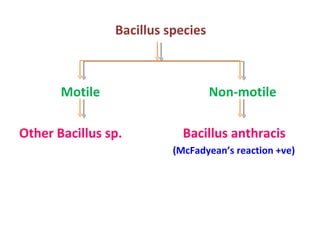Bacillus species  Motile  Non-motile Other Bacillus sp.  Bacillus anthracis (McFadyean’s reaction +ve) 