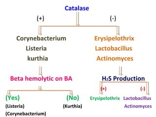 Catalase  (+)  (-) Corynebacterium  Erysipelothrix Listeria  Lactobacillus kurthia  Actinomyces Beta hemolytic on BA  H 2 S Production (+)  (-) (Yes)  (No)   Erysipelothrix  Lactobacillus (Listeria)  (Kurthia)  Actinomyces (Corynebacterium) 