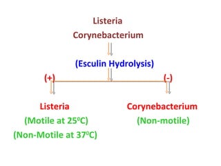 Listeria Corynebacterium (Esculin Hydrolysis) (+)  (-) Listeria  Corynebacterium (Motile at 25 0 C)  (Non-motile) (Non-Motile at 37 0 C) 