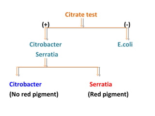 Citrate test (+)  (-) Citrobacter  E.coli  Serratia  Citrobacter  Serratia (No red pigment)  (Red pigment) 