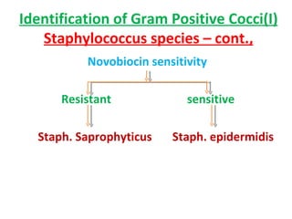 Identification of Gram Positive Cocci(I) Staphylococcus species – cont., Novobiocin sensitivity Resistant  sensitive Staph. Saprophyticus  Staph. epidermidis  