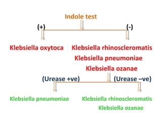 Indole test (+)  (-) Klebsiella oxytoca  Klebsiella rhinoscleromatis  Klebsiella pneumoniae Klebsiella ozanae  (Urease +ve)  (Urease –ve) Klebsiella pneumoniae  Klebsiella rhinoscleromatis Klebsiella ozanae  