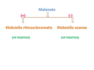 Malonate  (+)  (-)  Klebsiella rhinoscleromatis  Klebsiella ozanae  (VP POSITIVE)  (VP POSITIVE)  