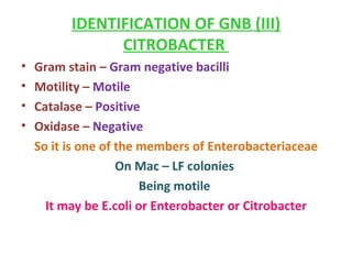 IDENTIFICATION OF GNB (III) CITROBACTER  Gram stain –  Gram negative bacilli Motility –  Motile  Catalase –  Positive  Oxidase –  Negative  So it is one of the members of Enterobacteriaceae On Mac – LF colonies  Being motile  It may be E.coli or Enterobacter or Citrobacter 