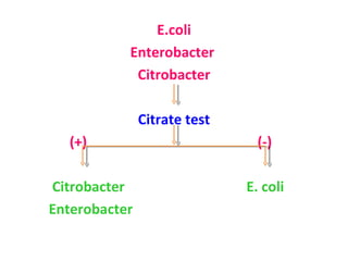 E.coli Enterobacter  Citrobacter Citrate test (+)  (-)  Citrobacter  E. coli Enterobacter  