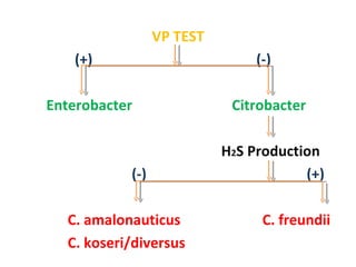 VP TEST (+)  (-)  Enterobacter  Citrobacter  H 2 S Production (-)  (+) C. amalonauticus  C. freundii C. koseri/diversus 