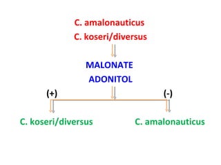 C. amalonauticus  C. koseri/diversus MALONATE  ADONITOL (+)  (-) C. koseri/diversus  C. amalonauticus 