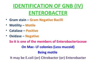 IDENTIFICATION OF GNB (IV) ENTEROBACTER Gram stain –  Gram Negative Bacilli  Motility –  Motile  Catalase –  Positive   Oxidase –  Negative  So it is one of the members of Enterobacteriaceae On Mac- LF colonies (Less mucoid) Being motile  It may be E.coli (or) Citrobacter (or) Enterobacter 