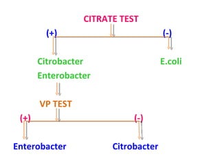 CITRATE TEST  (+)  (-) Citrobacter  E.coli Enterobacter  VP TEST (+)  (-) Enterobacter  Citrobacter  