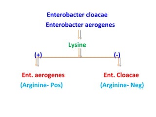 Enterobacter cloacae  Enterobacter aerogenes Lysine  (+)  (-)  Ent. aerogenes  Ent. Cloacae (Arginine- Pos)  (Arginine- Neg) 