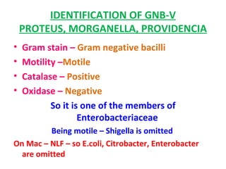 IDENTIFICATION OF GNB-V PROTEUS, MORGANELLA, PROVIDENCIA Gram stain –  Gram negative bacilli  Motility – Motile   Catalase –  Positive  Oxidase –  Negative   So it is one of the members of Enterobacteriaceae Being motile – Shigella is omitted  On Mac – NLF – so E.coli, Citrobacter, Enterobacter are omitted  