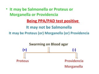 It may be Salmonella or Proteus or Morganella or Providencia  Being PPA/PAD test positive  It may not be Salmonella  It may be Proteus (or) Morganella (or) Providencia  Swarming on Blood agar  (+)  (-) Proteus  Providencia  Morganella 