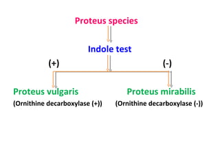Proteus species  Indole test  (+)  (-) Proteus vulgaris  Proteus mirabilis (Ornithine decarboxylase (+))  (Ornithine decarboxylase (-)) 