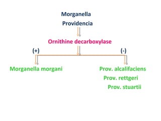 Morganella  Providencia  Ornithine decarboxylase (+)  (-) Morganella morgani  Prov. alcalifaciens Prov. rettgeri  Prov. stuartii 