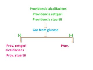 Providencia alcalifaciens Providencia rettgeri  Providencia stuartii Gas from glucose  (-)  (+) Prov. rettgeri  Prov. alcalifaciens Prov. stuartii 