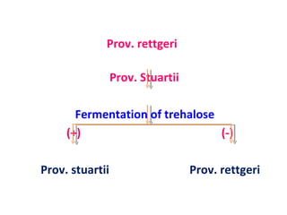 Prov. rettgeri  Prov. Stuartii Fermentation of trehalose  (+)  (-) Prov. stuartii  Prov. rettgeri 