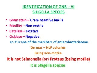 IDENTIFICATION OF GNB – VI SHIGELLA SPECIES Gram stain –  Gram negative bacilli  Motility –  Non-motile  Catalase –  Positive  Oxidase –  Negative  so it is one of the members of enterobacteriaceae On mac – NLF colonies  Being non-motile  It is not Salmonella (or) Proteus (being motile) It is Shigella species  