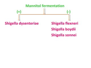 Mannitol fermentation  (+)  (-) Shigella dysenteriae  Shigella flexneri Shigella boydii Shigella sonnei 