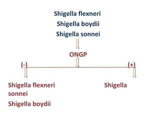 Shigella flexneri  Shigella boydii Shigella sonnei ONGP (-)  (+) Shigella flexneri  Shigella sonnei Shigella boydii 