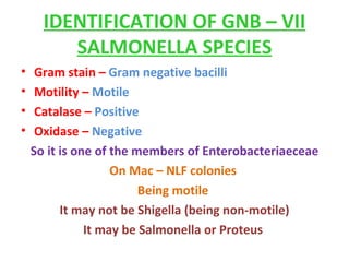 IDENTIFICATION OF GNB – VII SALMONELLA SPECIES Gram stain –  Gram negative bacilli  Motility –  Motile  Catalase –  Positive  Oxidase –  Negative  So it is one of the members of Enterobacteriaeceae  On Mac – NLF colonies  Being motile  It may not be Shigella (being non-motile) It may be Salmonella or Proteus  