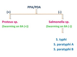 PPA/PDA (+)  (-)  Proteus sp.  Salmonella sp. (Swarming on BA (+))  (Swarming on BA (-))  S. typhi S. paratyphi A  S. paratyphi B 