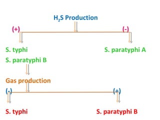 H 2 S Production (+)  (-)  S. typhi  S. paratyphi A S. paratyphi B Gas production  (-)  (+) S. typhi  S. paratyphi B 