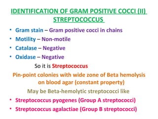 IDENTIFICATION OF GRAM POSITIVE COCCI (II)  STREPTOCOCCUS  Gram stain  –  Gram positive cocci in chains  Motility  –  Non-motile  Catalase  –  Negative  Oxidase  –  Negative  So it is  Streptococcus  Pin-point colonies with wide zone of Beta hemolysis on blood agar (constant property)  May be Beta-hemolytic streptococci like  Streptococcus pyogenes (Group A streptococci)  Streptococcus agalactiae (Group B streptococci) 