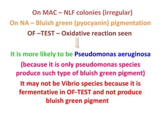 On MAC – NLF colonies (irregular) On NA – Bluish green (pyocyanin) pigmentation OF –TEST – Oxidative reaction seen It is more likely to be  Pseudomonas aeruginosa  (because it is only pseudomonas species produce such type of bluish green pigment) It may not be Vibrio species because it is fermentative in OF-TEST and not produce bluish green pigment  