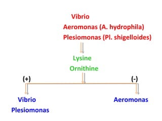 Vibrio  Aeromonas (A. hydrophila)  Plesiomonas (Pl. shigelloides) Lysine  Ornithine  (+)  (-) Vibrio  Aeromonas Plesiomonas  
