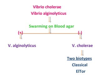 Vibrio cholerae  Vibrio alginolyticus Swarming on Blood agar (+)  (-) V. alginolyticus  V. cholerae Two biotypes Classical  ElTor 