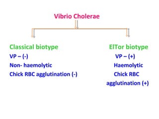 Vibrio Cholerae  Classical biotype  ElTor biotype VP – (-)  VP – (+) Non- haemolytic  Haemolytic  Chick RBC agglutination (-)  Chick RBC  agglutination (+) 