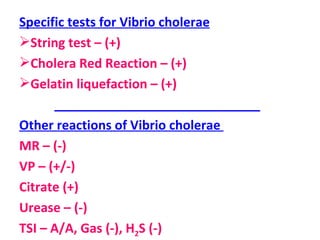 Specific tests for Vibrio cholerae String test – (+) Cholera Red Reaction – (+) Gelatin liquefaction – (+) _____________________________ Other reactions of Vibrio cholerae  MR – (-) VP – (+/-) Citrate (+) Urease – (-) TSI – A/A, Gas (-), H 2 S (-) 