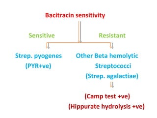 Bacitracin sensitivity  Sensitive   Resistant  Strep. pyogenes  Other Beta hemolytic (PYR+ve)  Streptococci (Strep. agalactiae) (Camp test +ve) (Hippurate hydrolysis +ve) 
