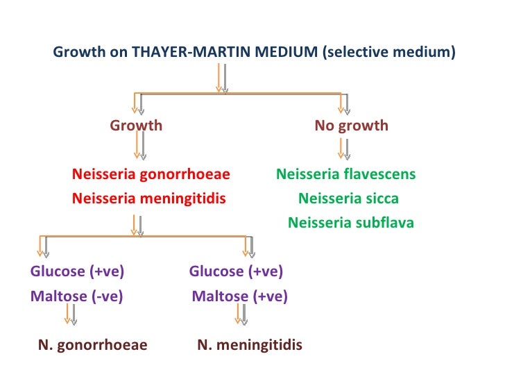 Identification of bacteria, Bacterial identification, Lab identificat…