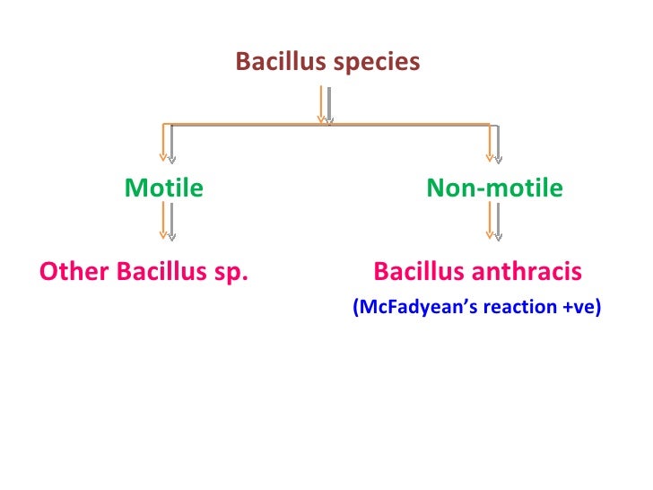 Bacillus Species Identification Chart