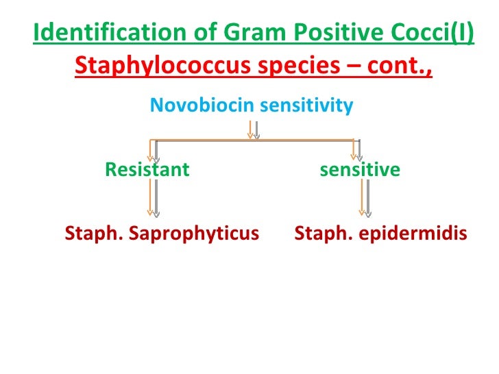Identification of bacteria, Bacterial identification, Lab identificat…