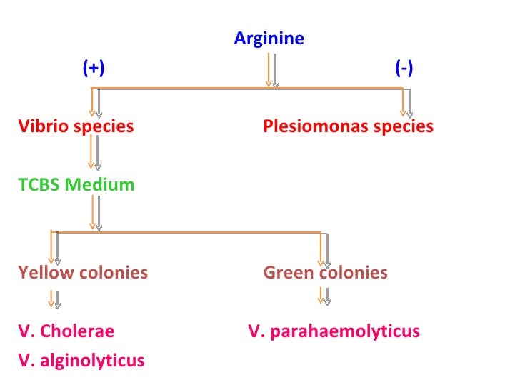 Identification of bacteria, Bacterial identification, Lab identificat…