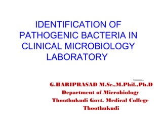 IDENTIFICATION OF
PATHOGENIC BACTERIA IN
CLINICAL MICROBIOLOGY
LABORATORY
G.HARIPRASAD M.Sc.,M.Phil.,Ph.D
Department of Microbiology
Thoothukudi Govt. Medical College
Thoothukudi
 